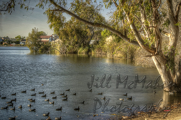 Ducks