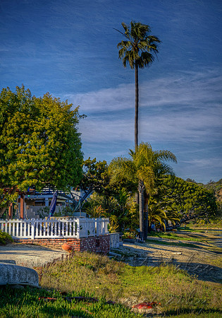 Tall Palm Short Palm
