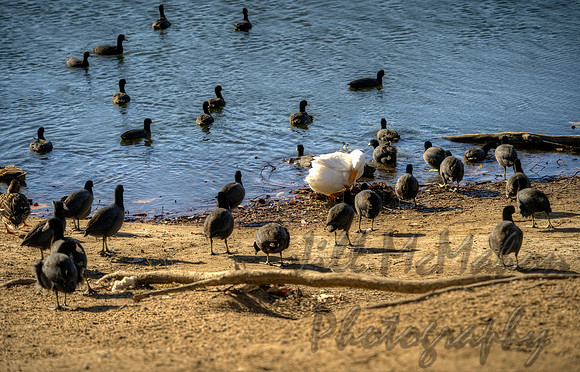 More Ducks
