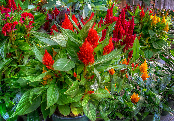 Celosia