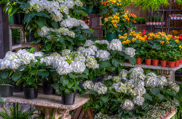 Hydrangeas & Friends