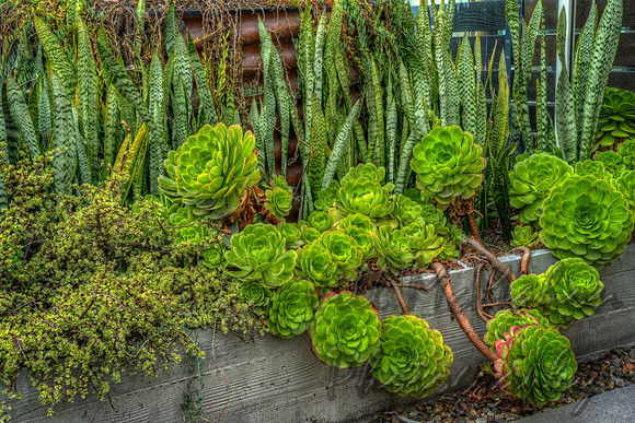 Succulent Planter