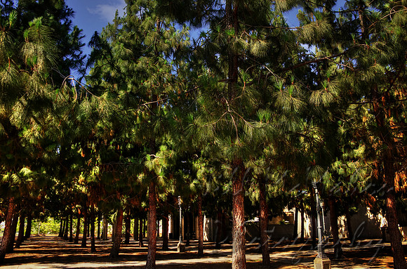 Lines of Pines