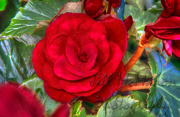 Red Begonia