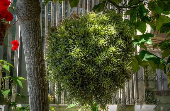 Plant Ball