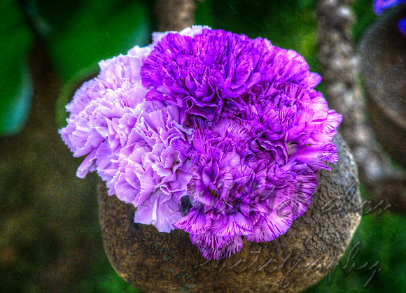 Purple Carnations