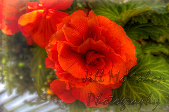 Orange Begonia