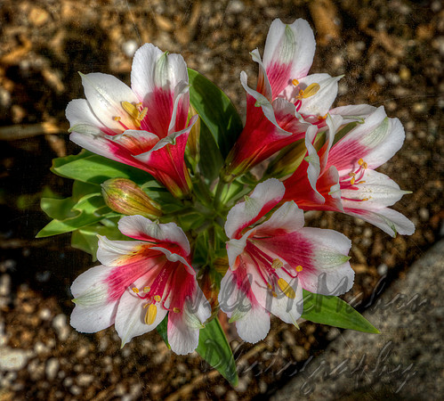 Alstroemeria