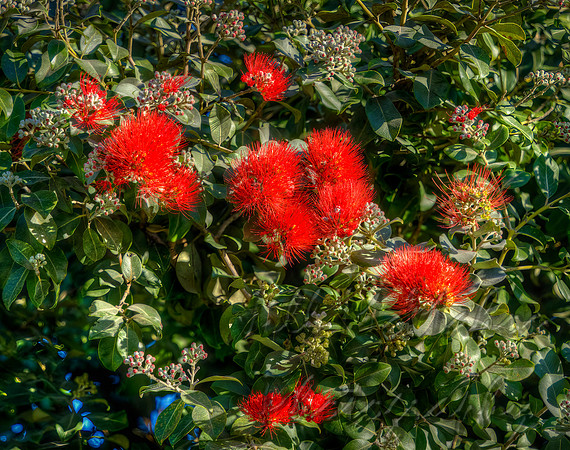 Bottlebrush Tree