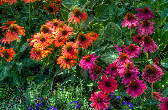 Coneflowers