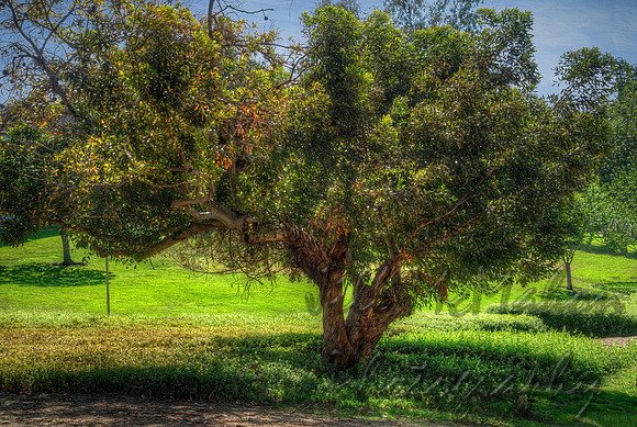 Tree With Orange Highlights