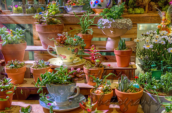 Potted Succulents