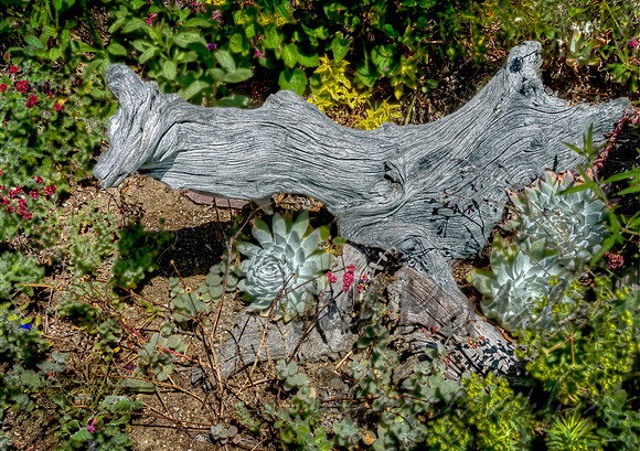 Driftwood & Succulents