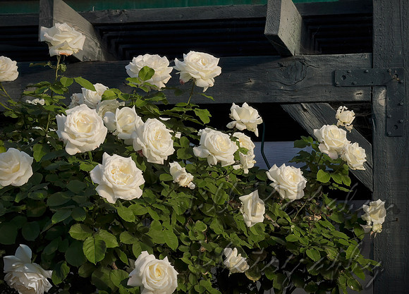 White Rose Tree