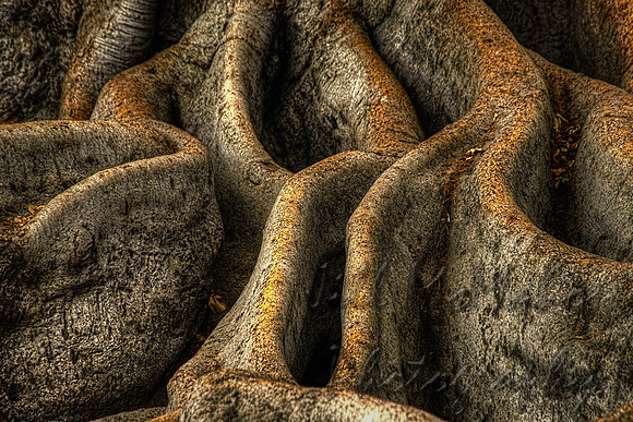 tree roots