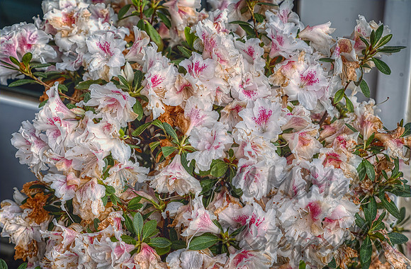 Azaleas