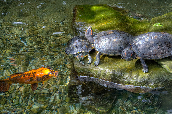 The Turtles & Their Koi Friend