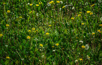 Dandelions