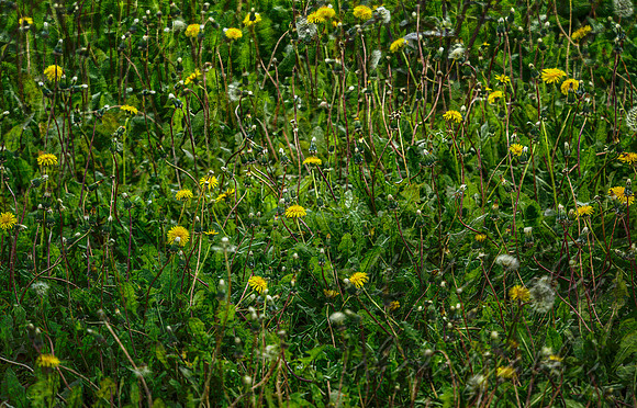 Dandelions
